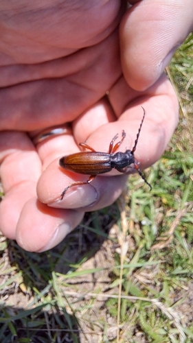 Dorcadion fulvum