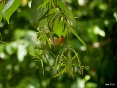 Zosterops palpebrosus