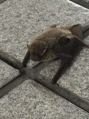 Pipistrellus abramus