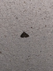 Usingeriessa onyxalis