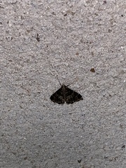Usingeriessa onyxalis