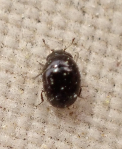 Cybocephalus