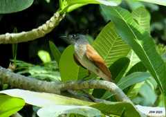 Terpsiphone paradisi