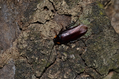 Bundoksia rufocercata