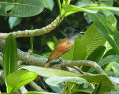 Terpsiphone paradisi