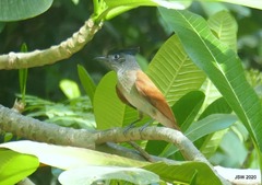 Terpsiphone paradisi