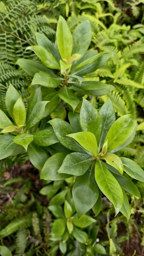 Lysimachia glutinosa observed 2026-06-14