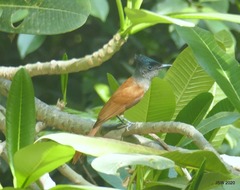 Terpsiphone paradisi