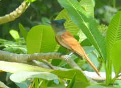 Terpsiphone paradisi