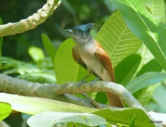 Terpsiphone paradisi