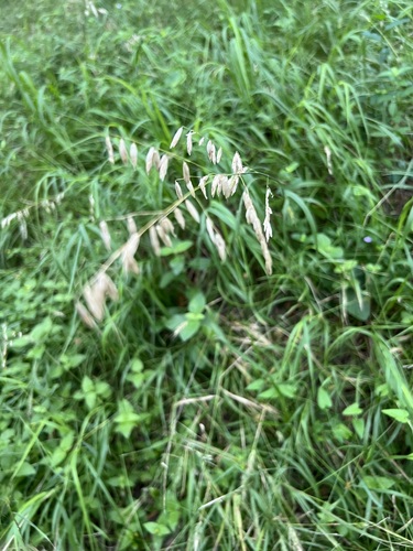 Melica nitens observed 2026-06-19