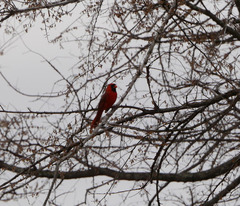 Cardinalis cardinalis