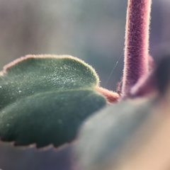 Euphorbia tomentulosa