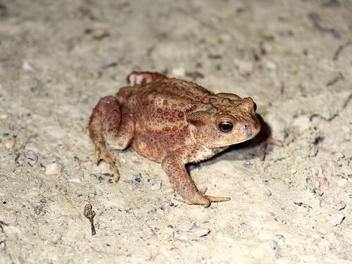 European Toad