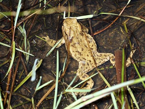 European Toad