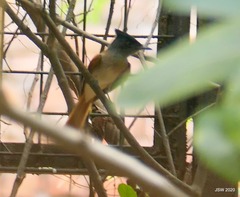 Terpsiphone paradisi