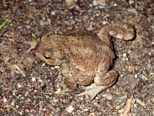 European Toad