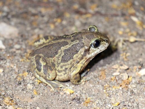 Common Spadefoot
