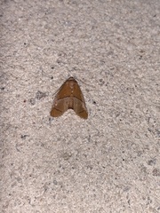 Apoda latomia