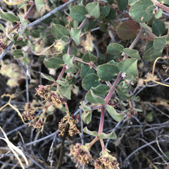 Euphorbia tomentulosa