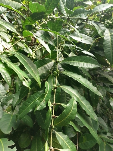 Polysphaeria multiflora