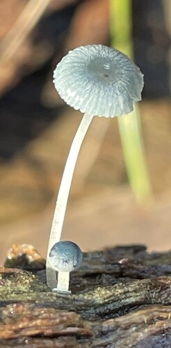 Pixie's Parasol