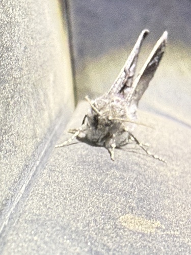iNaturalist observation photo of Aspen Carpenterworm