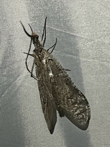 iNaturalist observation photo of Neohermes californicus