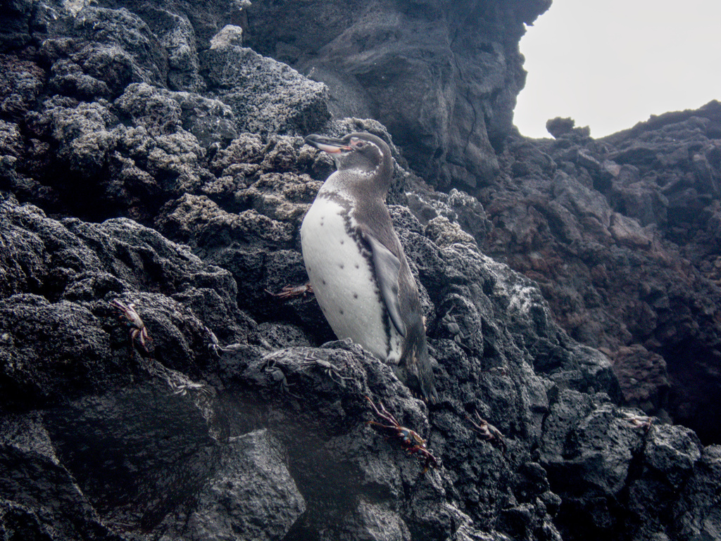 Galápagos penguin standing upright on black lava rock