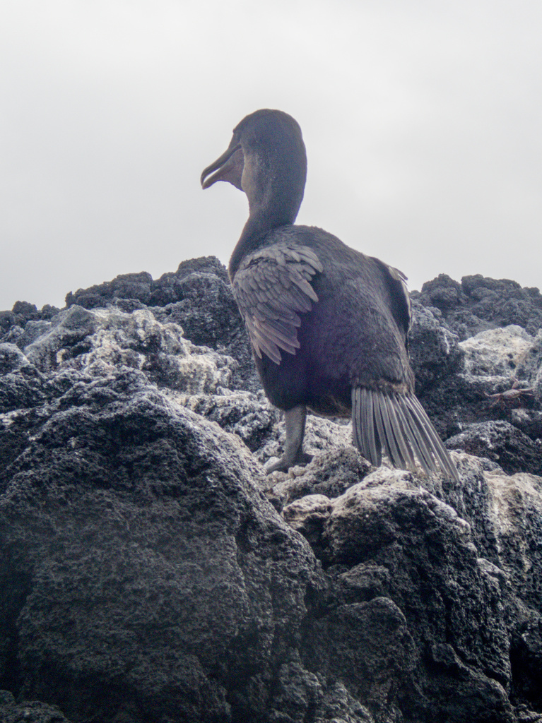 Flightless cormorant perched on dark rock with its short wings held slightly open