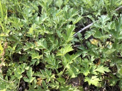 Artemisia princeps
