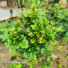 Aglaia odorata microphyllina