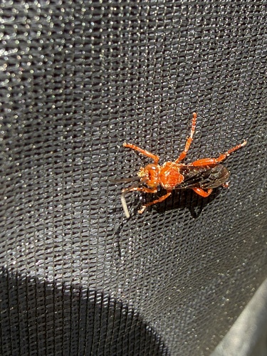iNaturalist observation photo of Winged and Once-winged Insects