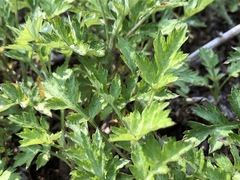 Artemisia princeps