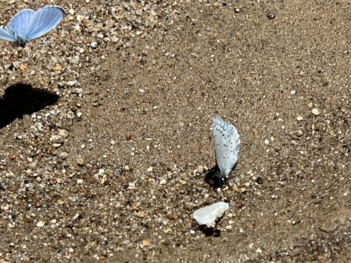 iNaturalist observation photo of Echo Azure