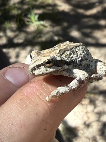 iNaturalist observation photo of Pacific chorus frog