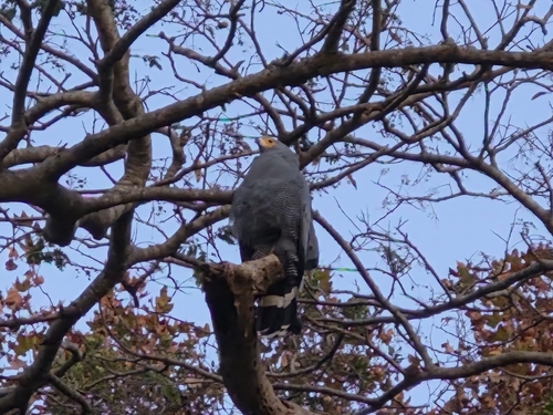 East African Harrier-Hawk