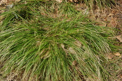 Carex pediformis macroura