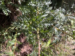 Grevillea acanthifolia
