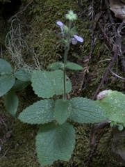 Stachys rigida, photograph author not stated, no rights reserved