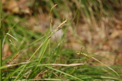 Carex pediformis macroura