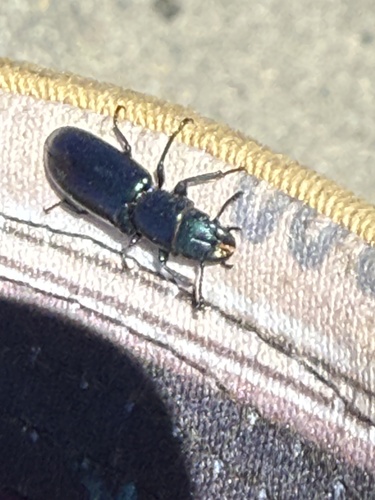 iNaturalist observation photo of Pine Trogossitid Beetle