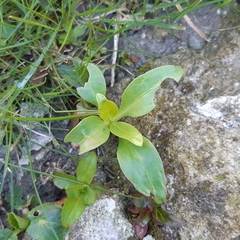 Centranthus ruber