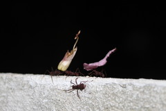 Acromyrmex octospinosus