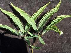 Dicranopteris flexuosa