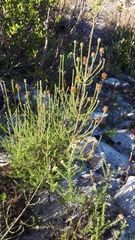Seriphium cinereum