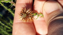 Seriphium cinereum