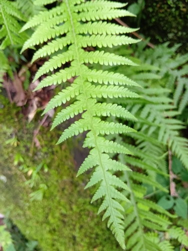 Phegopteris decursive-pinnata, photograph 6