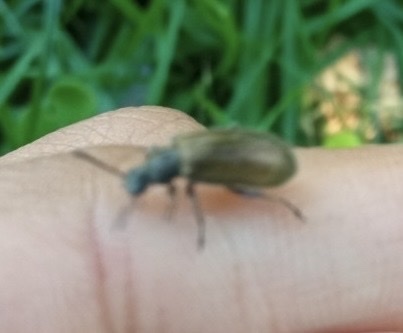 Hairy Darkling Beetle