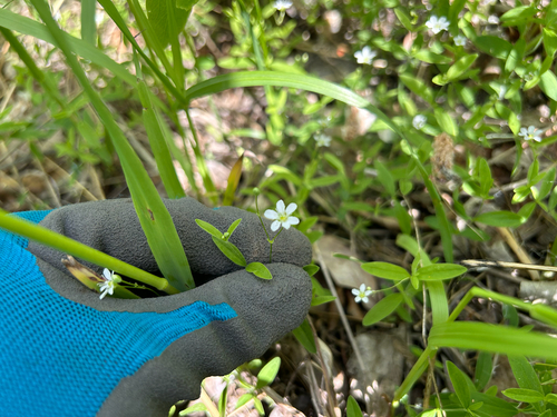 bluntleaf sandwort
